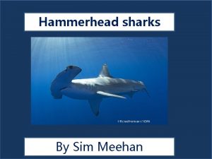 Is a hammerhead shark a carnivore