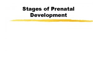 Stages of Prenatal Development z Stages of Prenatal