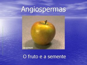 Angiospermas O fruto e a semente O fruto