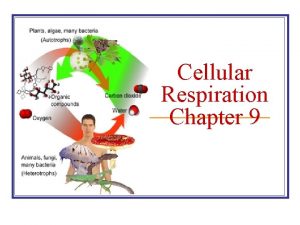 Cellular Respiration Chapter 9 Aerobic Respiration Equation C