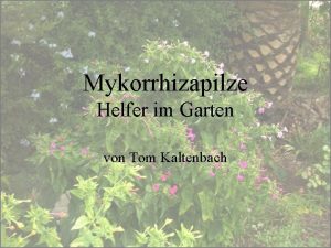 Mykorrhizapilze Helfer im Garten von Tom Kaltenbach Mit