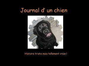 Journal d un chien Histoire triste mais tellement