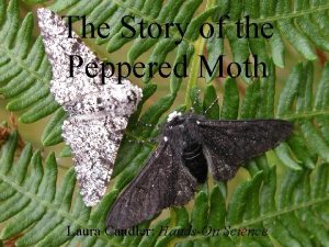The Story of the Peppered Moth Laura Candler