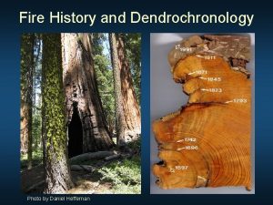 Fire History and Dendrochronology Photo by Daniel Heffernan