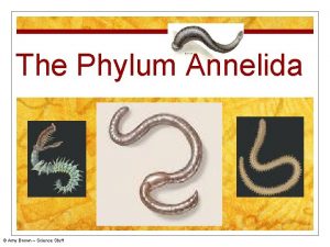 Phylum