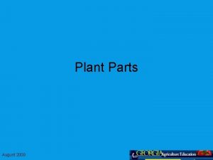 Plant Parts August 2008 What are the parts