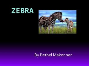 Zebras niche