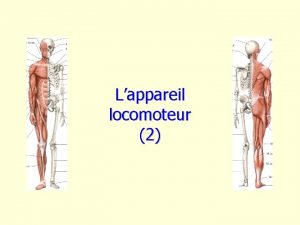 Types d'articulation