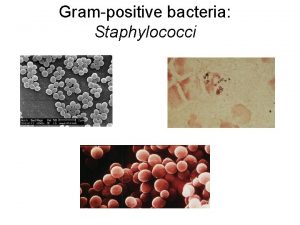 Grampositive bacteria Staphylococci Staphylococcus aureus causes a variety