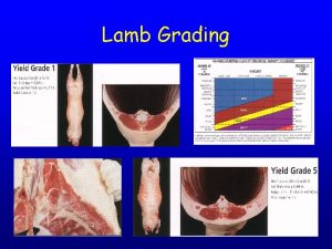 Lamb Grading Quality Grade Yield Grade Palatability Cutability