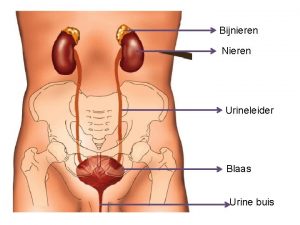 Bijnieren Nieren Urineleider Blaas Urine buis Nierschors Niermerg