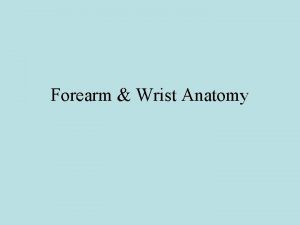 Forearm Wrist Anatomy Wrist Skeletal Anatomy 8 carpal
