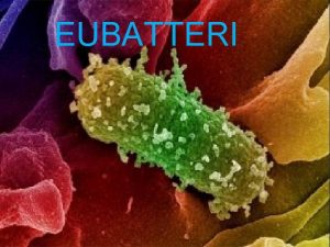 EUBATTERI Differenza cellula eucariota e cellula procariota EUCARIOTI