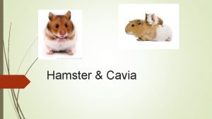 Hamster Cavia Inhoudsopgave Cavia en Hamster Gebit Voerbehoefte