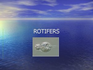 Rotifers characteristics
