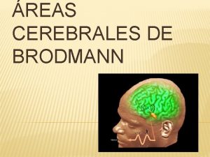 REAS CEREBRALES DE BRODMANN Korbinian Brodmann 17 noviembre