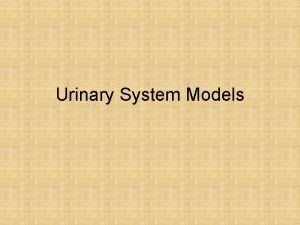 Urinary System Models The Kidney Nephron the functional