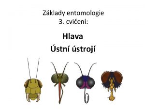 Zklady entomologie 3 cvien Hlava stn stroj Orientace