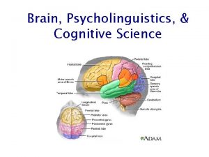 Brain Psycholinguistics Cognitive Science Outline How does psycholinguistics
