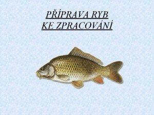 PPRAVA RYB KE ZPRACOVN Usmrcen ryby Rybu usmrtme