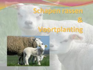 Schapen rassen Voortplanting Onderverdeling Rassen Heide schapen Vlees
