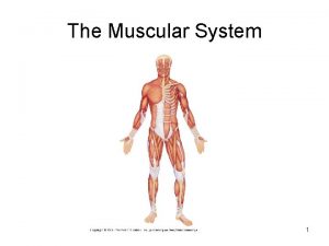 The Muscular System 1 Objectives List and describe