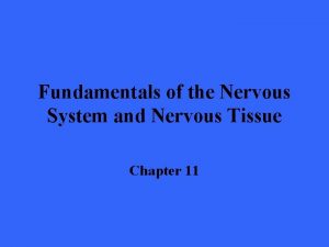Processes of a neuron