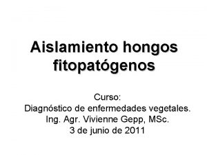 Aislamiento hongos fitopatgenos Curso Diagnstico de enfermedades vegetales