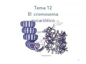 Tema 12 El cromosoma eucaritico 1 El cromosoma
