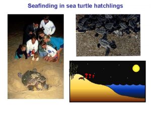 Seafinding in sea turtle hatchlings Seafinding in sea