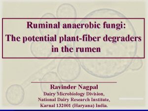 Ruminal anaerobic fungi The potential plantfiber degraders in