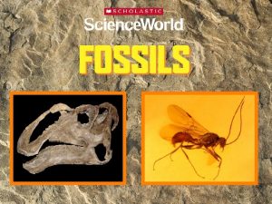 What is a fossil A fossil is the