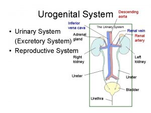Urogenital System Inferior vena cava Urinary System Adrenal