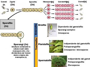 Gameti Zigote Sporofito n 2 n Sporangi 2