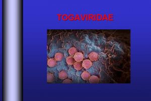 TOGAVIRIDAE TOGAVIRIDAE v Gneros Alphavirus virus transmitidos por