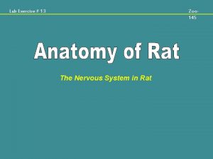 Lab Exercise 13 Zoo 145 The Nervous System