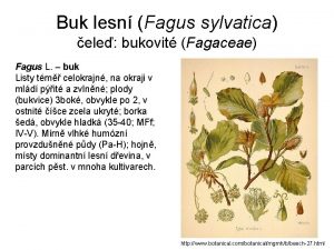 Buk lesn Fagus sylvatica ele bukovit Fagaceae Fagus