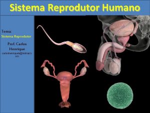Sistema Reprodutor Humano Tema Sistema Reprodutor Prof Carlos