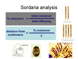 Sordaria analysis crossover distance from centromere total crossover