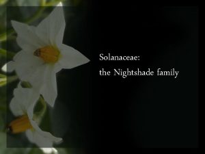 Solanaceae the Nightshade family Classification Kingdom Plantae Class