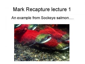 Mark Recapture lecture 1 An example from Sockeye