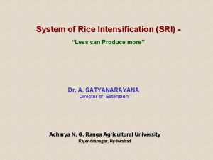 Sri system of rice intensification