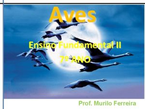 Aves Ensino Fundamental II 7 ANO Prof Murilo