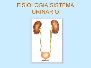 FISIOLOGIA SISTEMA URINARIO SISTEMA URINARIO Riones Vas Urinarias