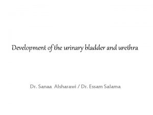 Urethral development