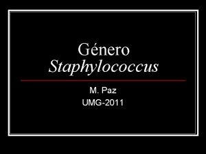 Gnero Staphylococcus M Paz UMG2011 Gnero Staphylococcus Familia