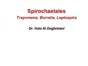 Spirochaetales Treponema Borrelia Leptospira Dr Hala Al Daghistani