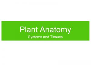 Plant Anatomy Systems and Tissues Plant Structure Root