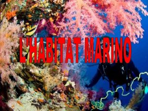 Il mare ecosistema