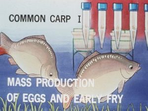 Carp reproduction